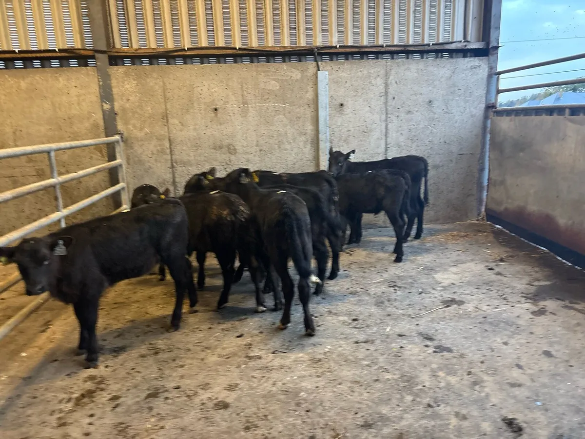 10 super weaned Angus runner heifers - Image 1