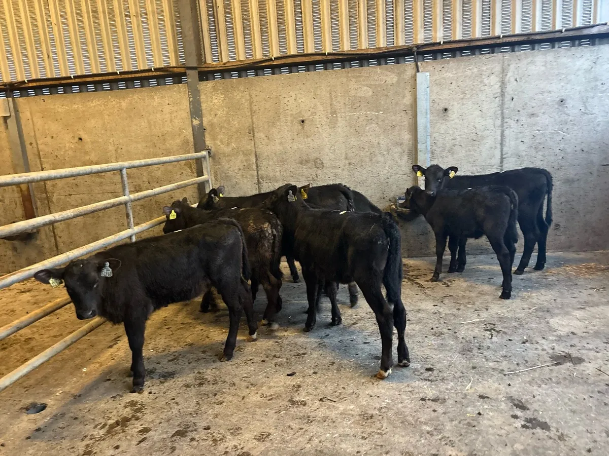 10 super weaned Angus runner heifers - Image 3