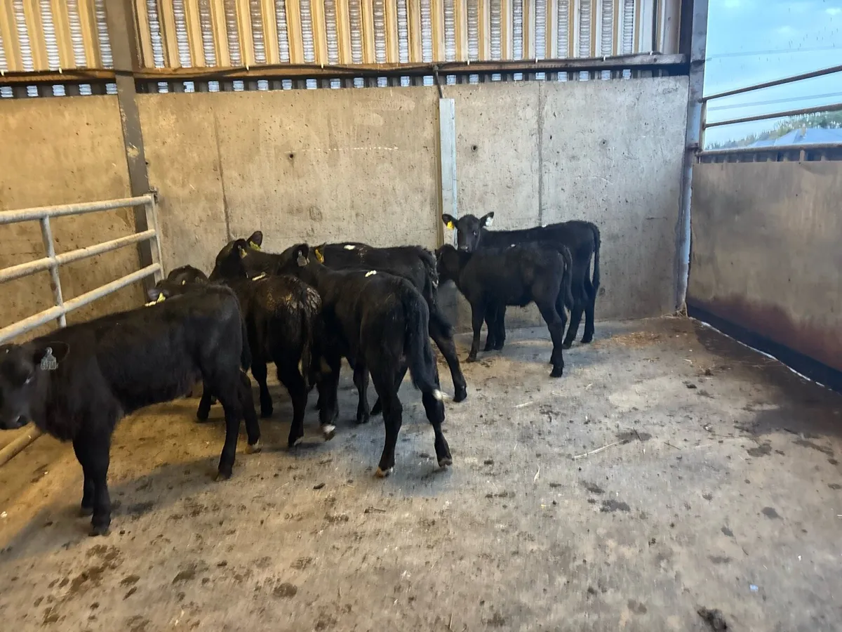 10 super weaned Angus runner heifers - Image 4