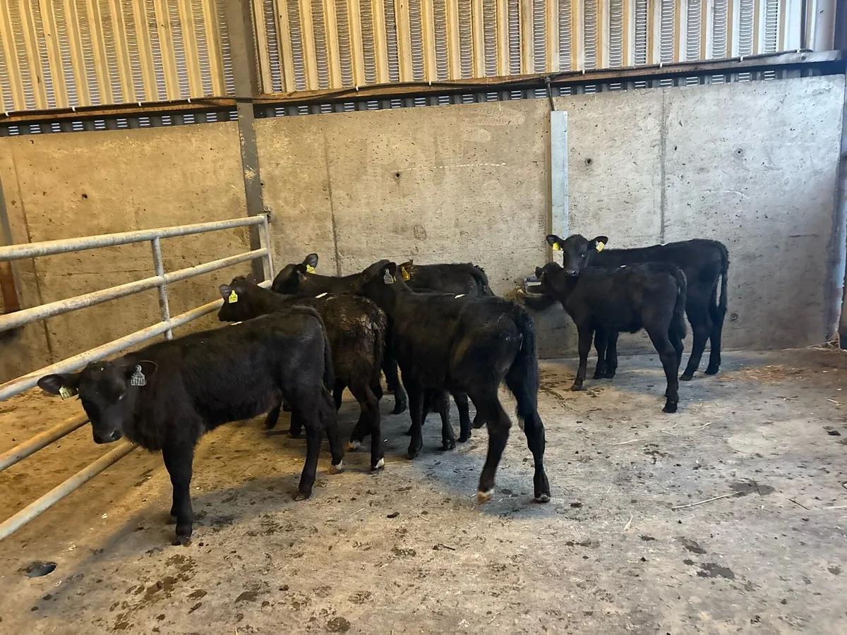 10 super weaned Angus runner heifers - Image 2