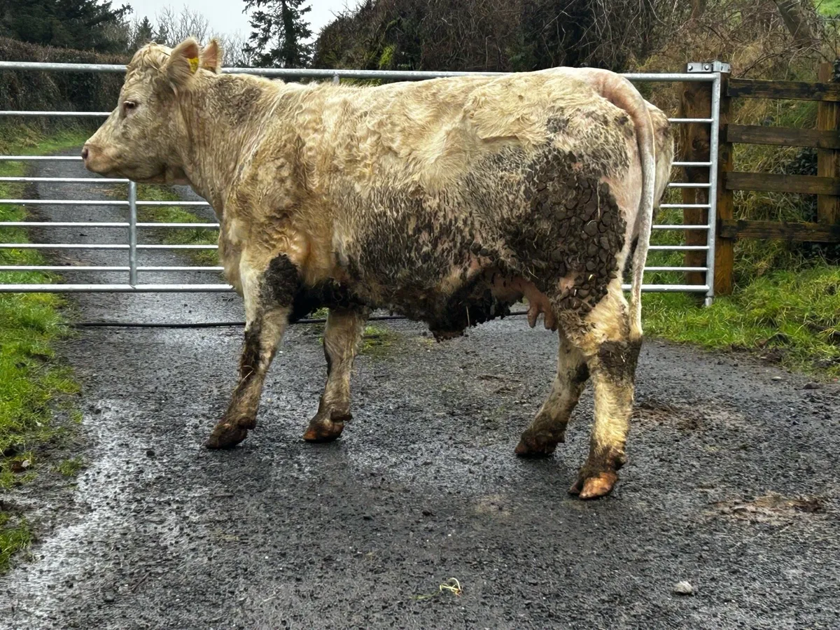 Super In Calf Charolais Cow - Image 3