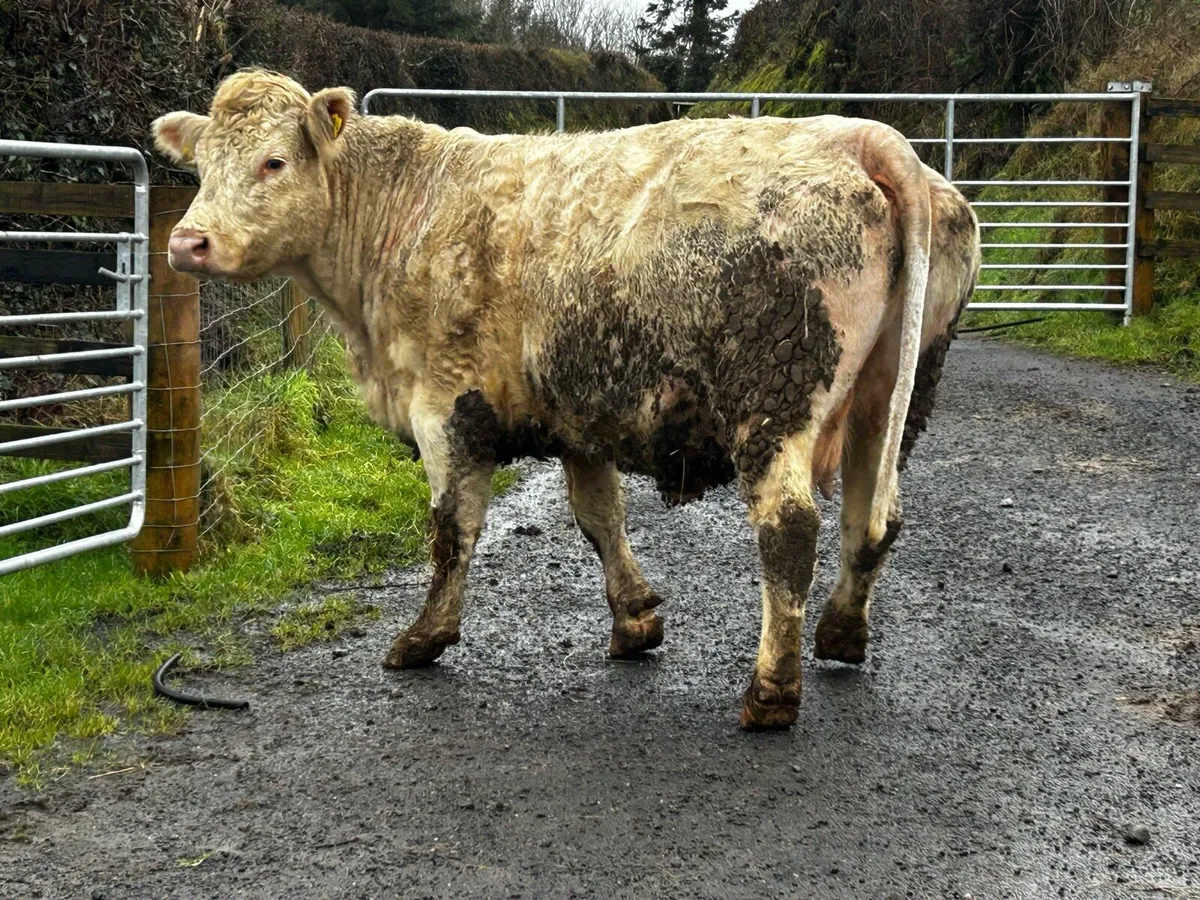 Super In Calf Charolais Cow - Image 4