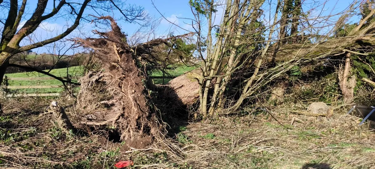Free fallen tree – Galway area
