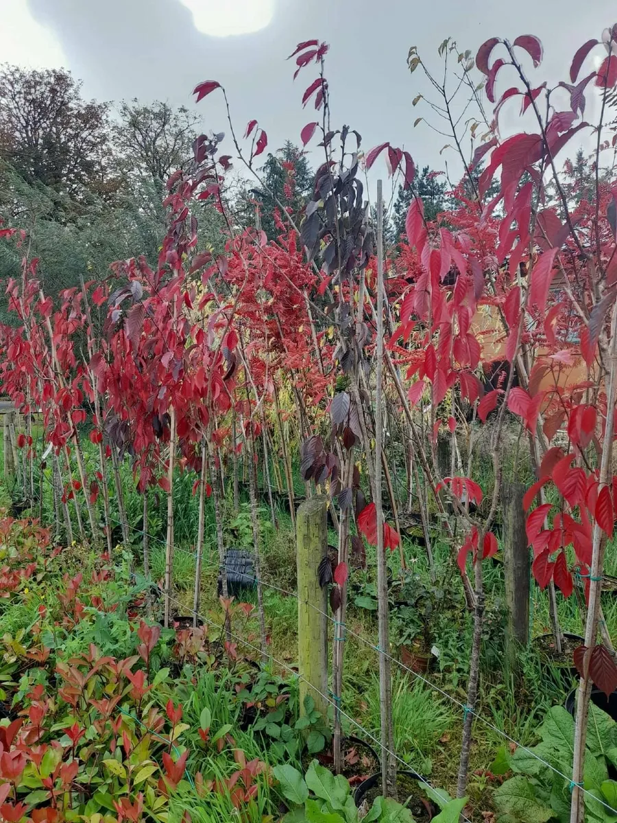 €350 for 10 potted Trees. 8 to 12ft tall. - Image 1