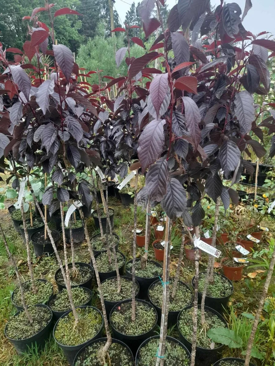 €350 for 10 potted Trees. 8 to 12ft tall. - Image 2