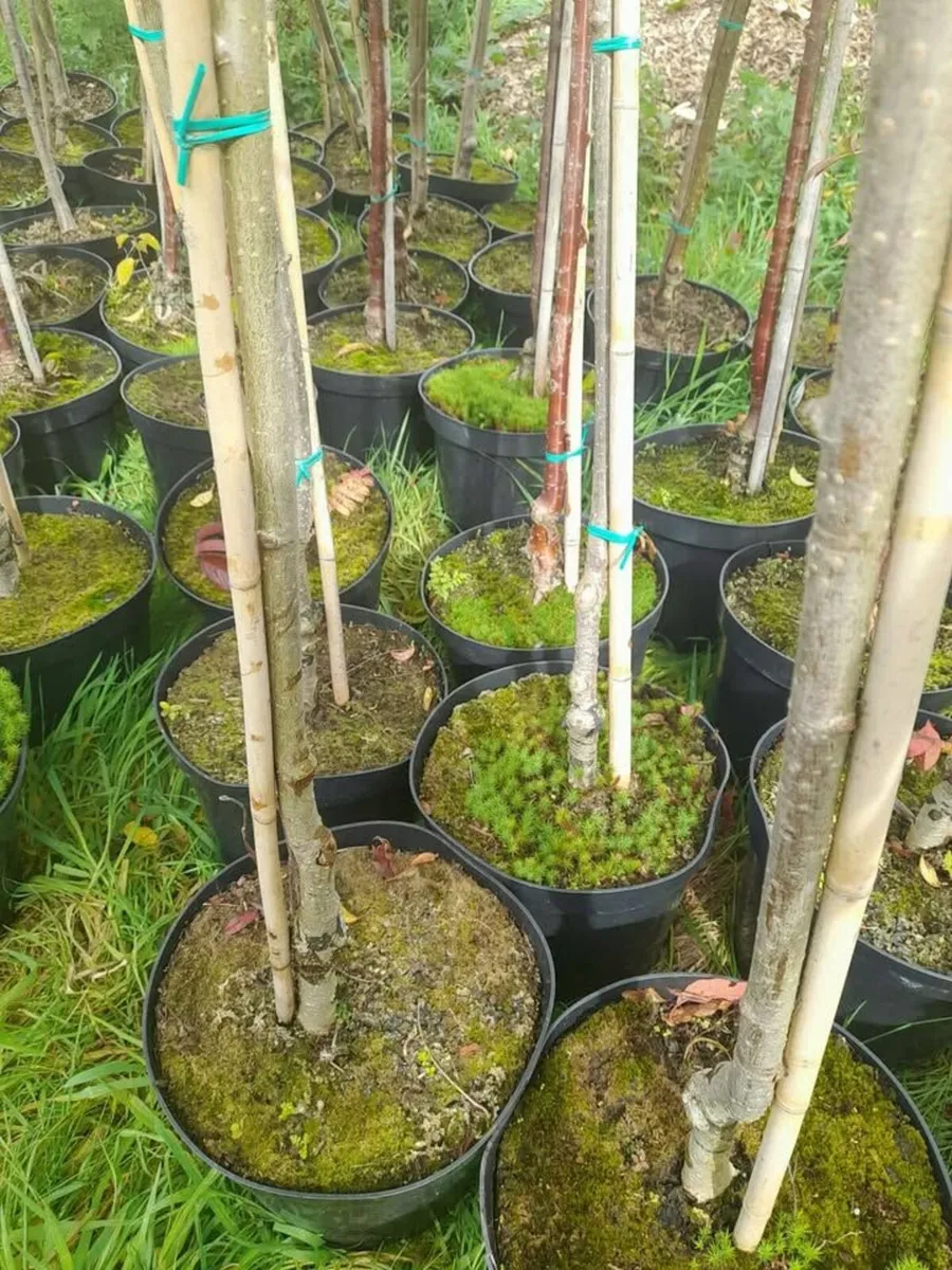 €350 for 10 potted Trees. 8 to 12ft tall. - Image 3