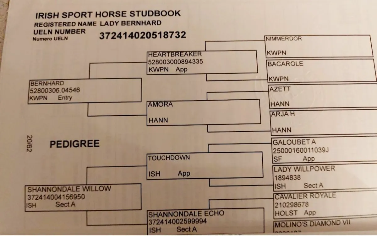 Cheap little Project Mare - Image 3