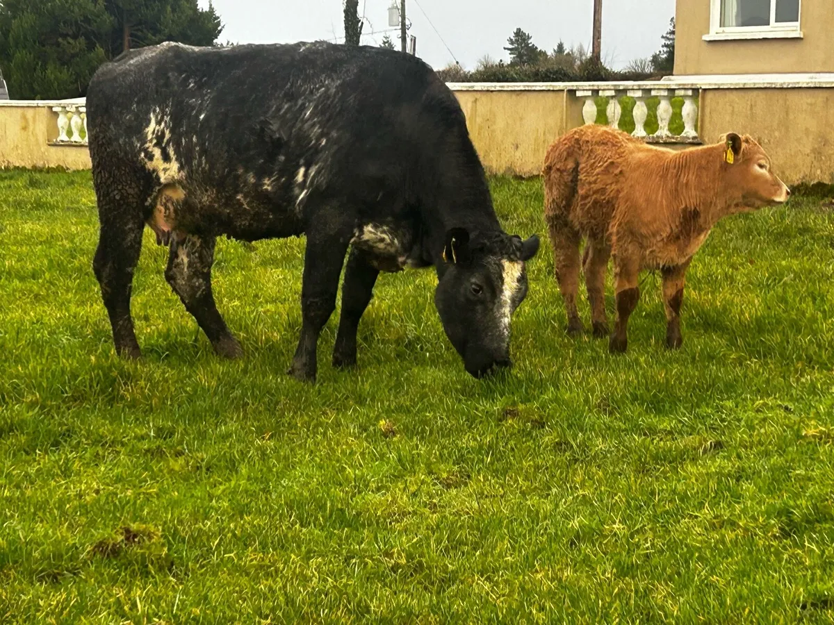 5 Star Genotyped Cow & 5 Star Heifer Calf - Image 1