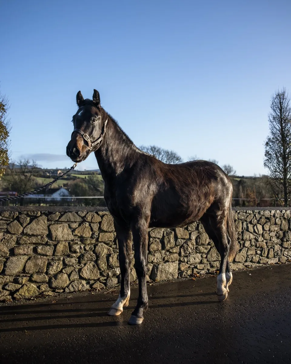 2yr old Diarado Gelding - Image 3