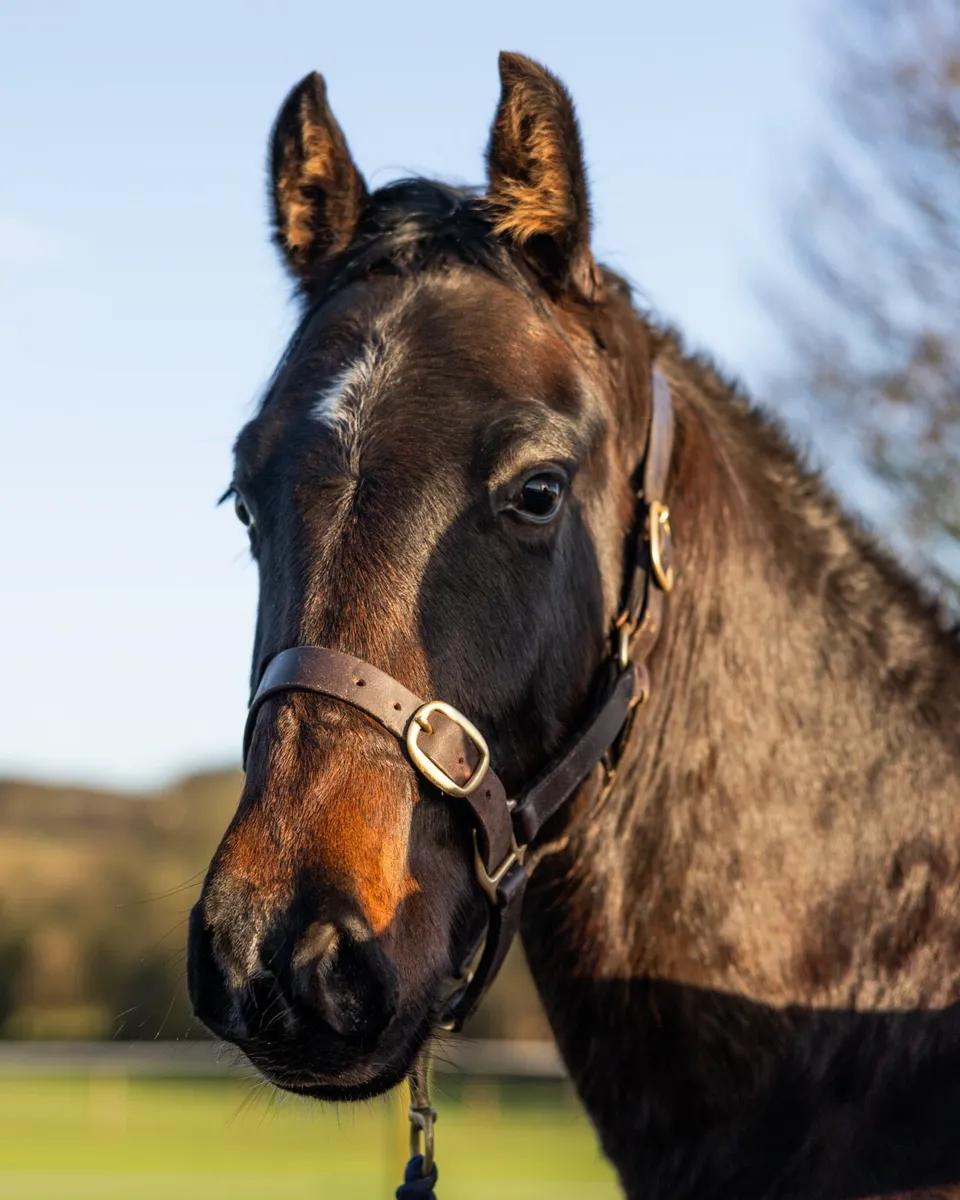 2yr old Diarado Gelding - Image 1