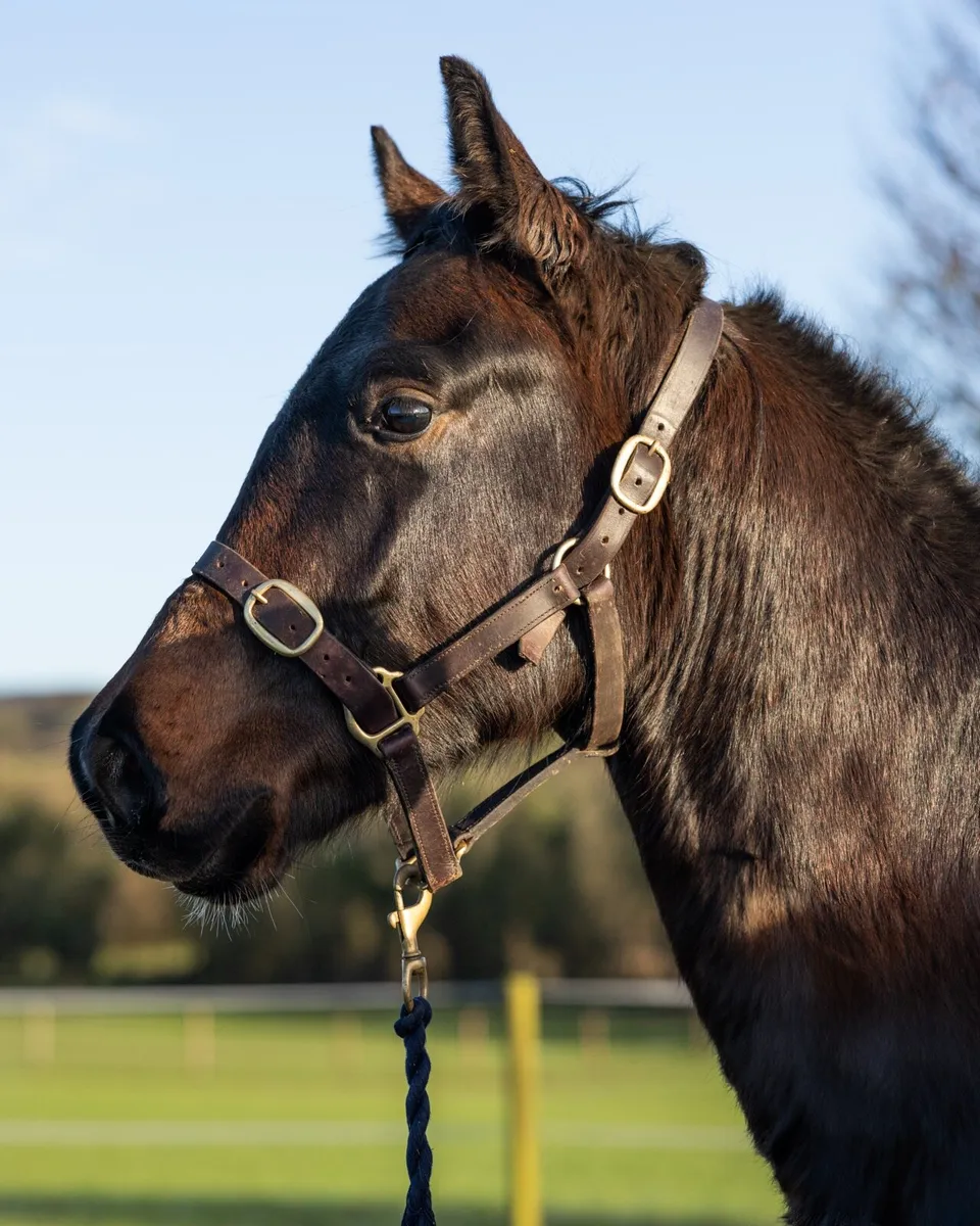 2yr old Diarado Gelding - Image 2