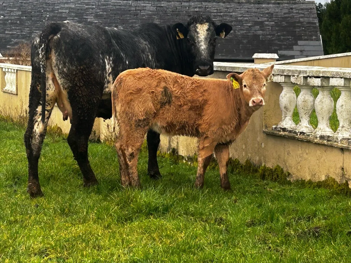 5 Star Genotyped Cow & 5 Star Heifer Calf - Image 2