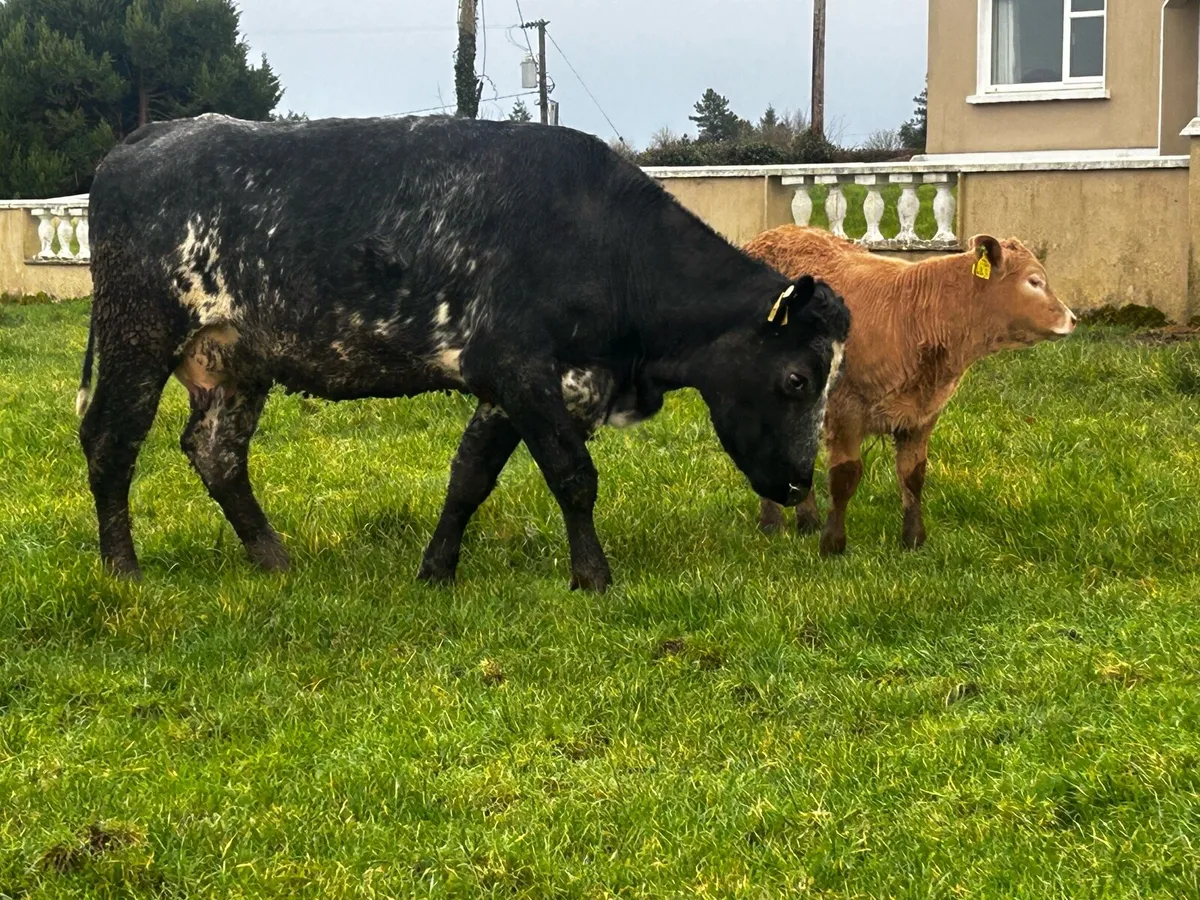 5 Star Genotyped Cow & 5 Star Heifer Calf - Image 3