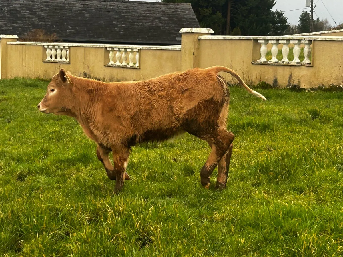 5 Star Genotyped Cow & 5 Star Heifer Calf - Image 4