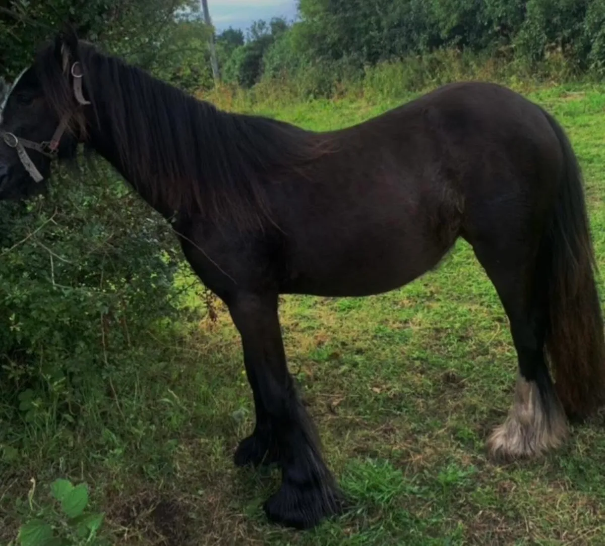 11h trained filly - Image 1