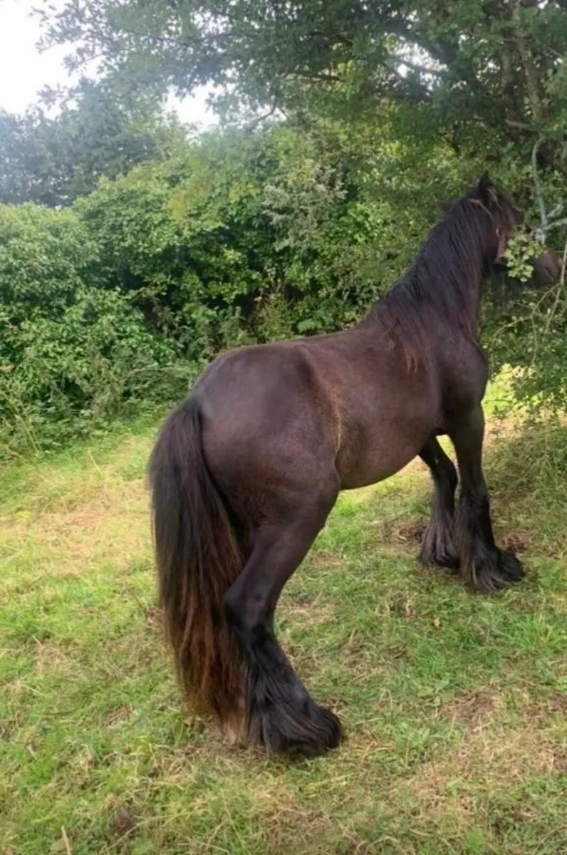 11h trained filly - Image 2