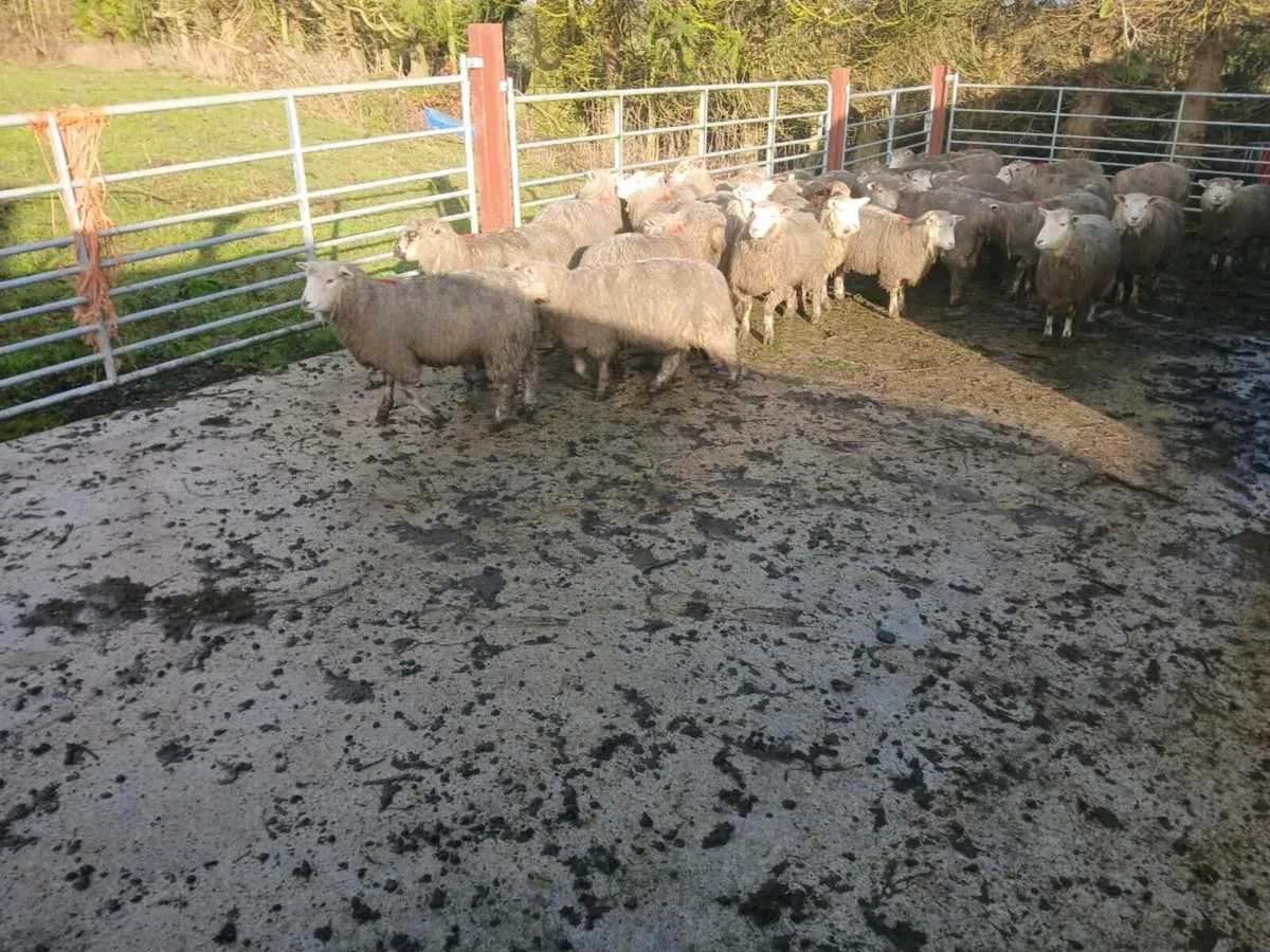 Ewe Lambs - Image 1