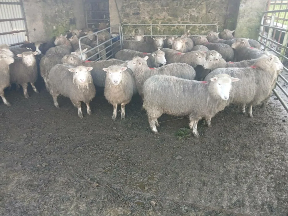 Ewe Lambs - Image 2