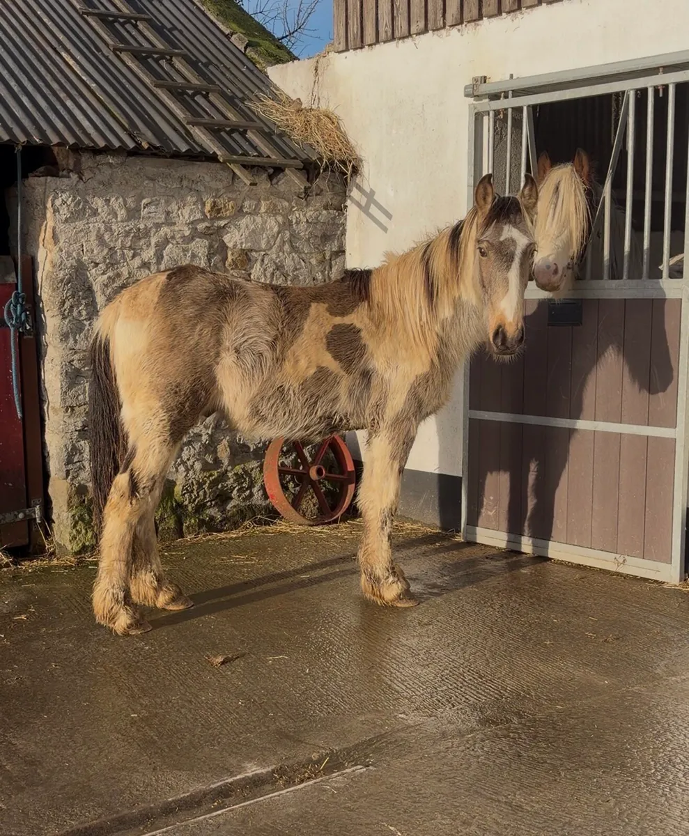 Dun & White Cob Colt - Image 2