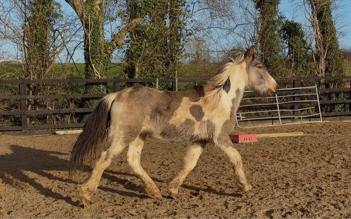 Dun & White Cob Colt - Image 3