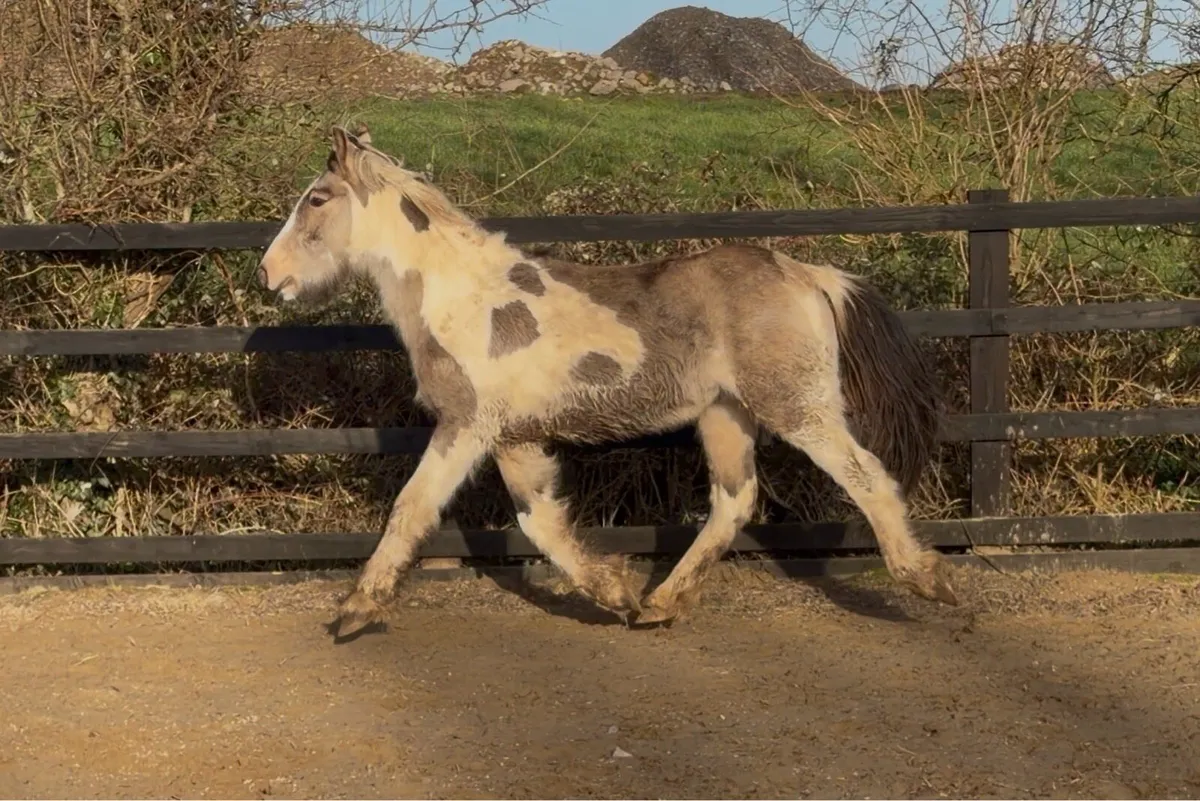 Dun & White Cob Colt - Image 4
