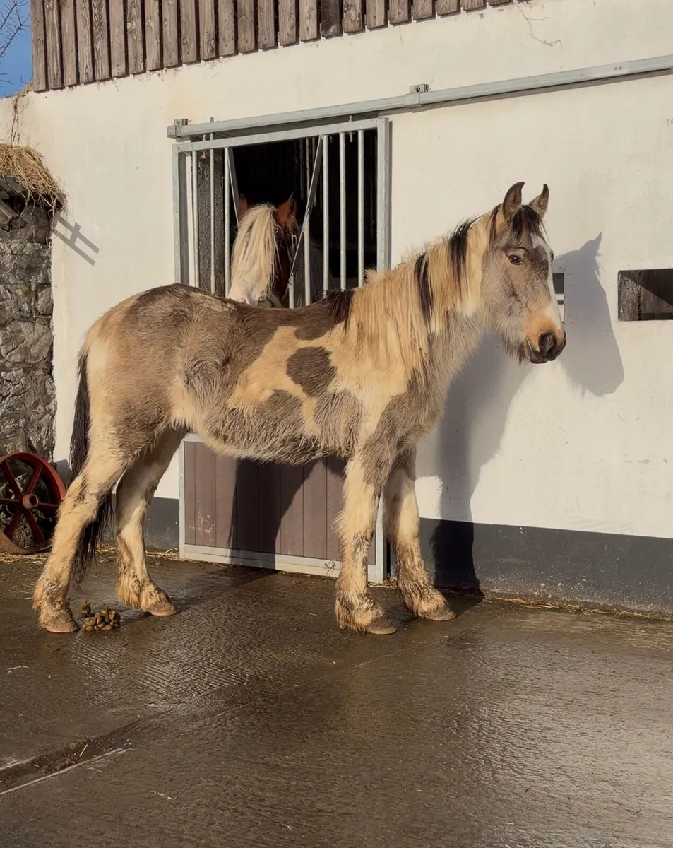 Dun & White Cob Colt - Image 1