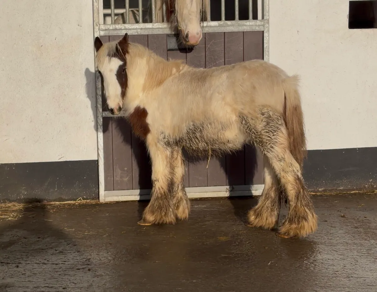Dun & White Cob Colt - Image 1
