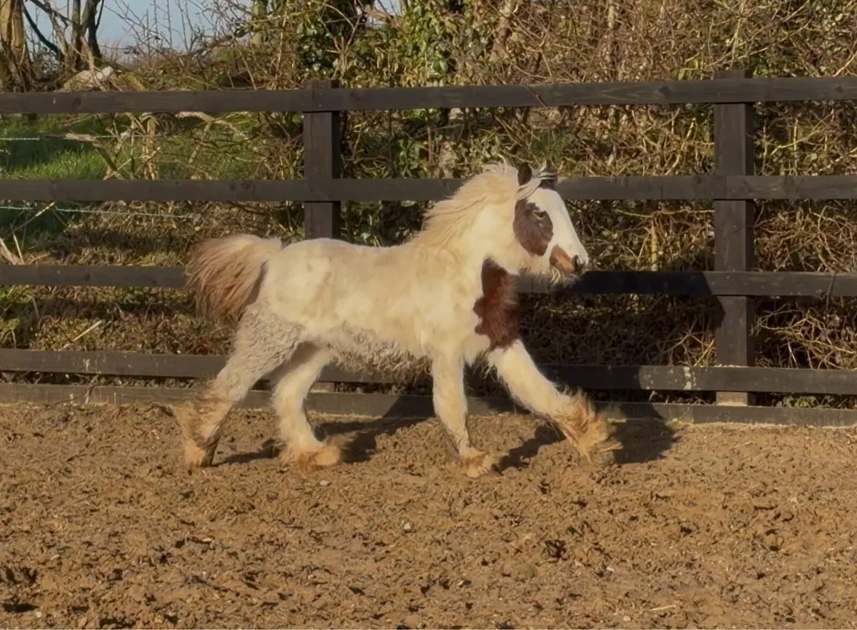 Dun & White Cob Colt - Image 2
