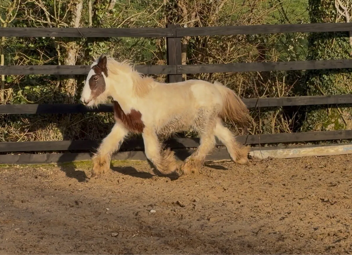 Dun & White Cob Colt - Image 4