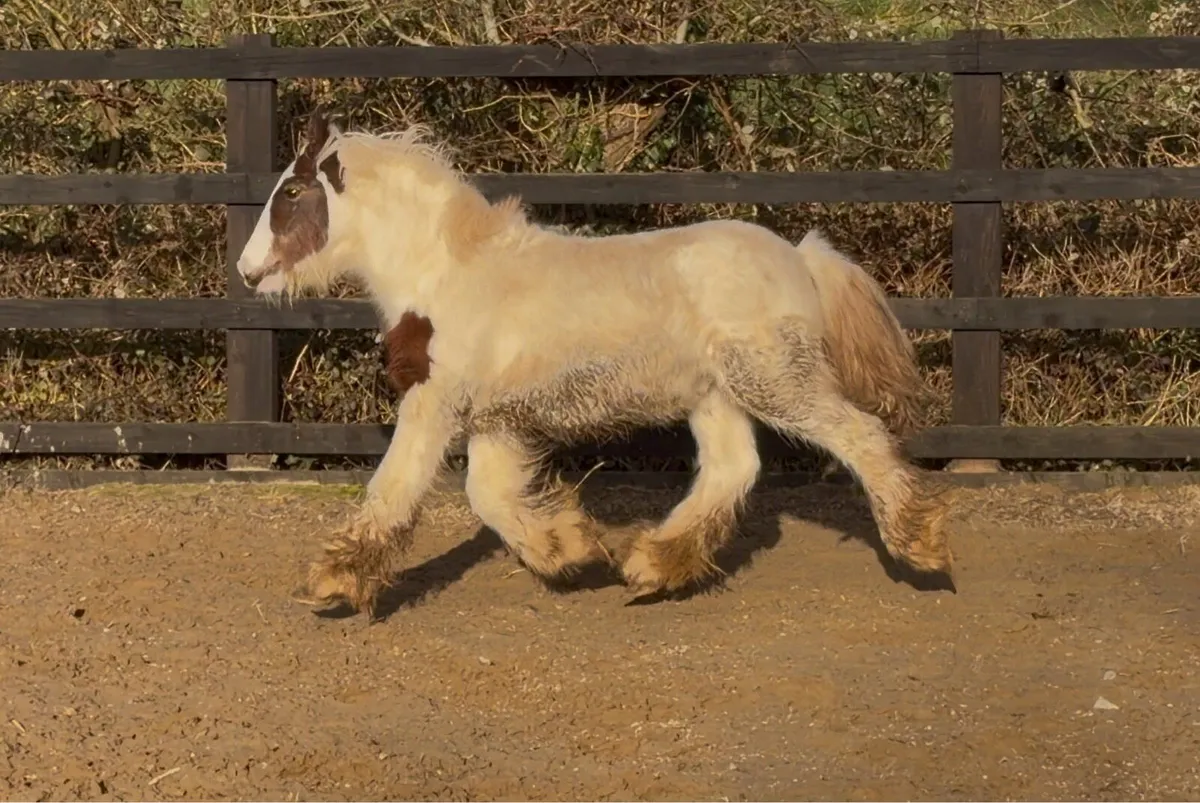 Dun & White Cob Colt - Image 3