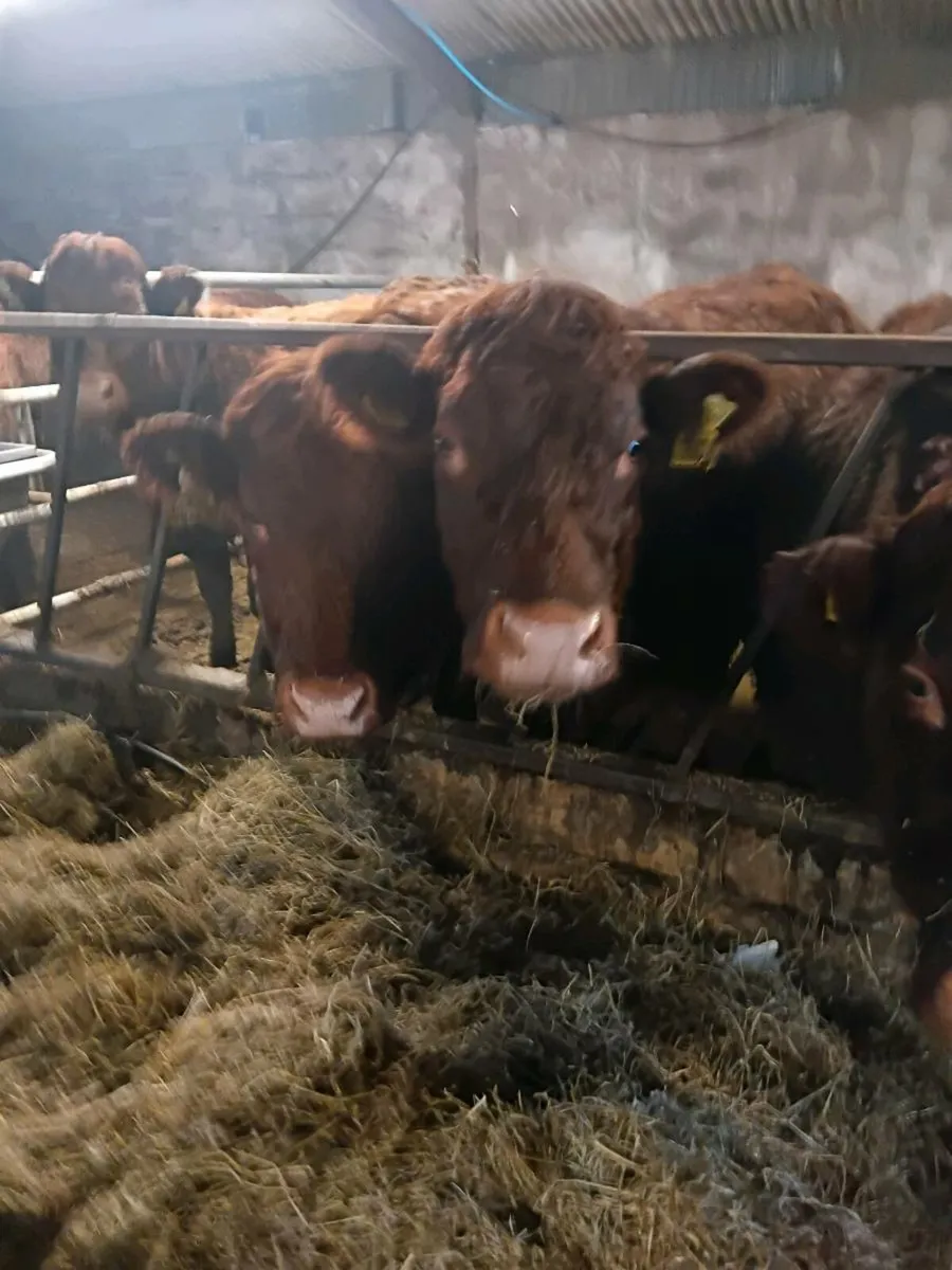 Saler sucklers  * Carnaross 20th  January - Image 2