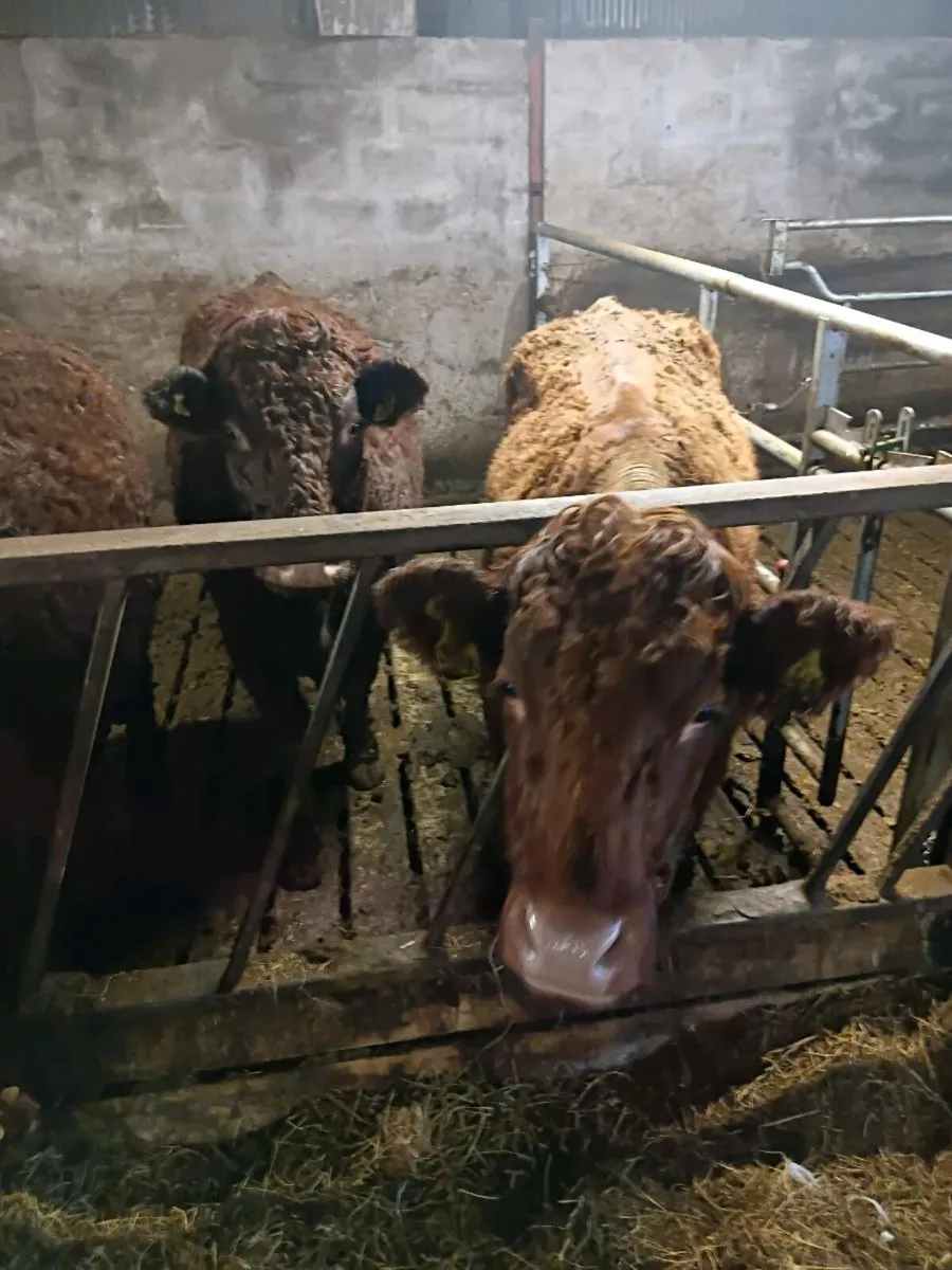 Saler sucklers  * Carnaross 20th  January - Image 3