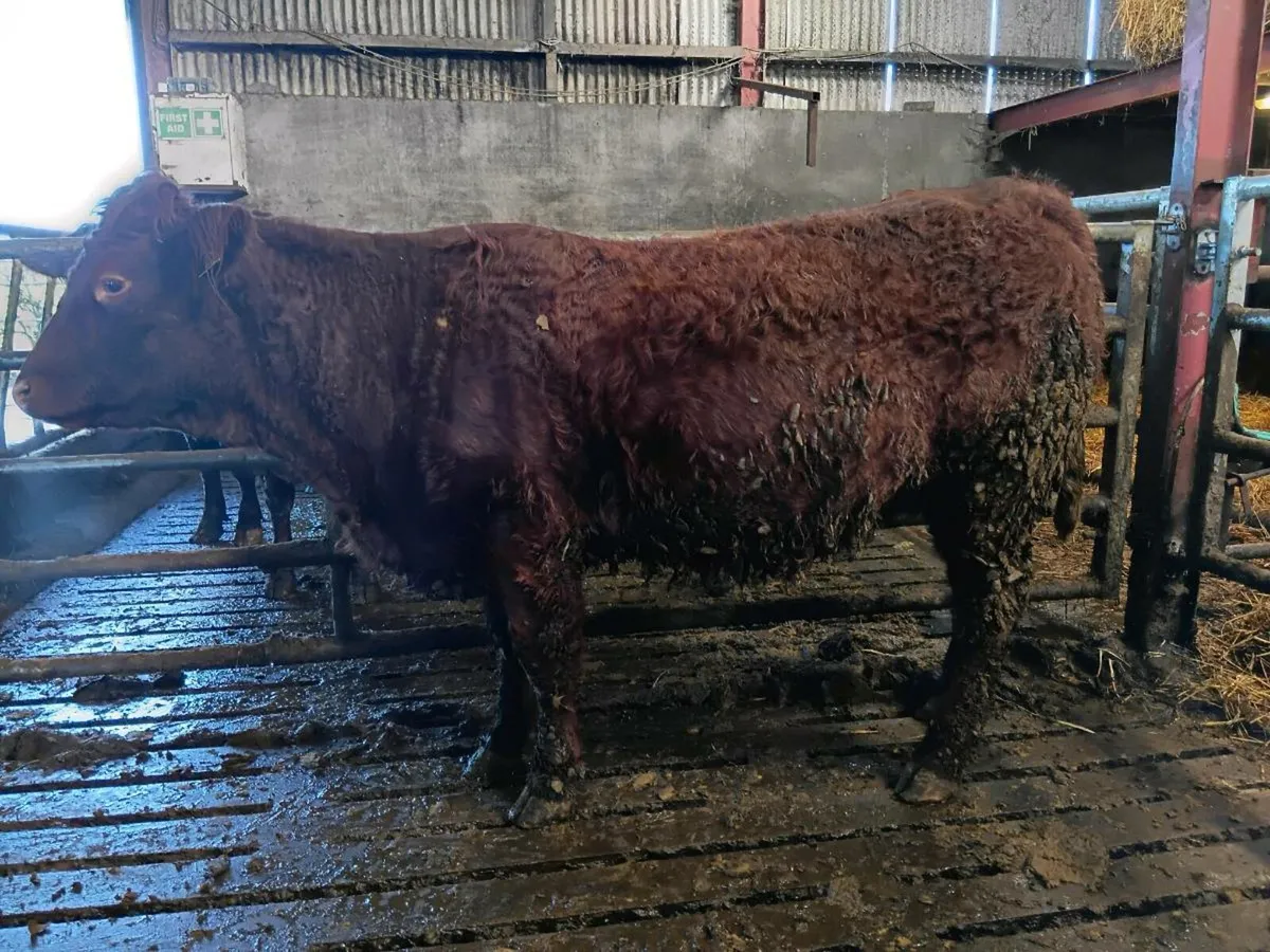 Saler sucklers  * Carnaross 20th  January - Image 4