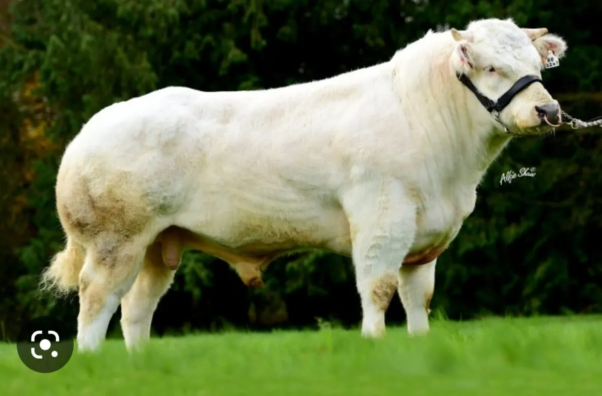 💥BB2247 Pregnancies For Sale💥 - Image 1