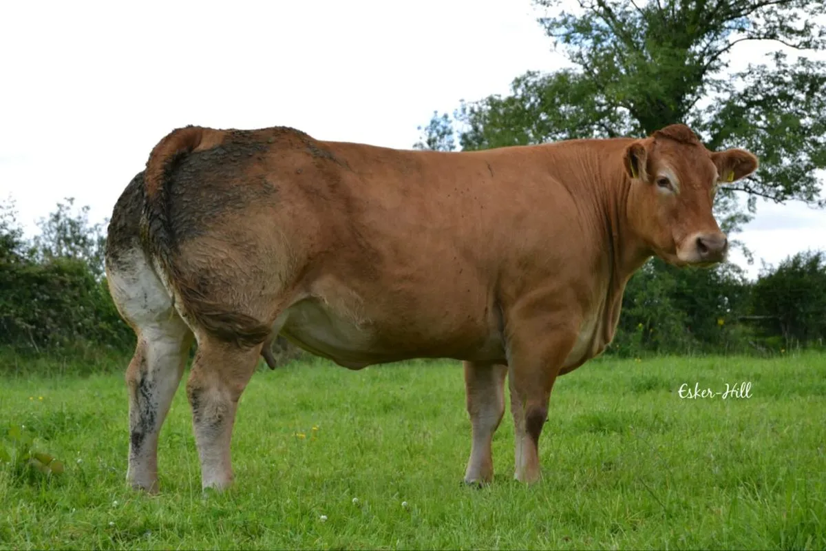 💥BB2247 Pregnancies For Sale💥 - Image 2