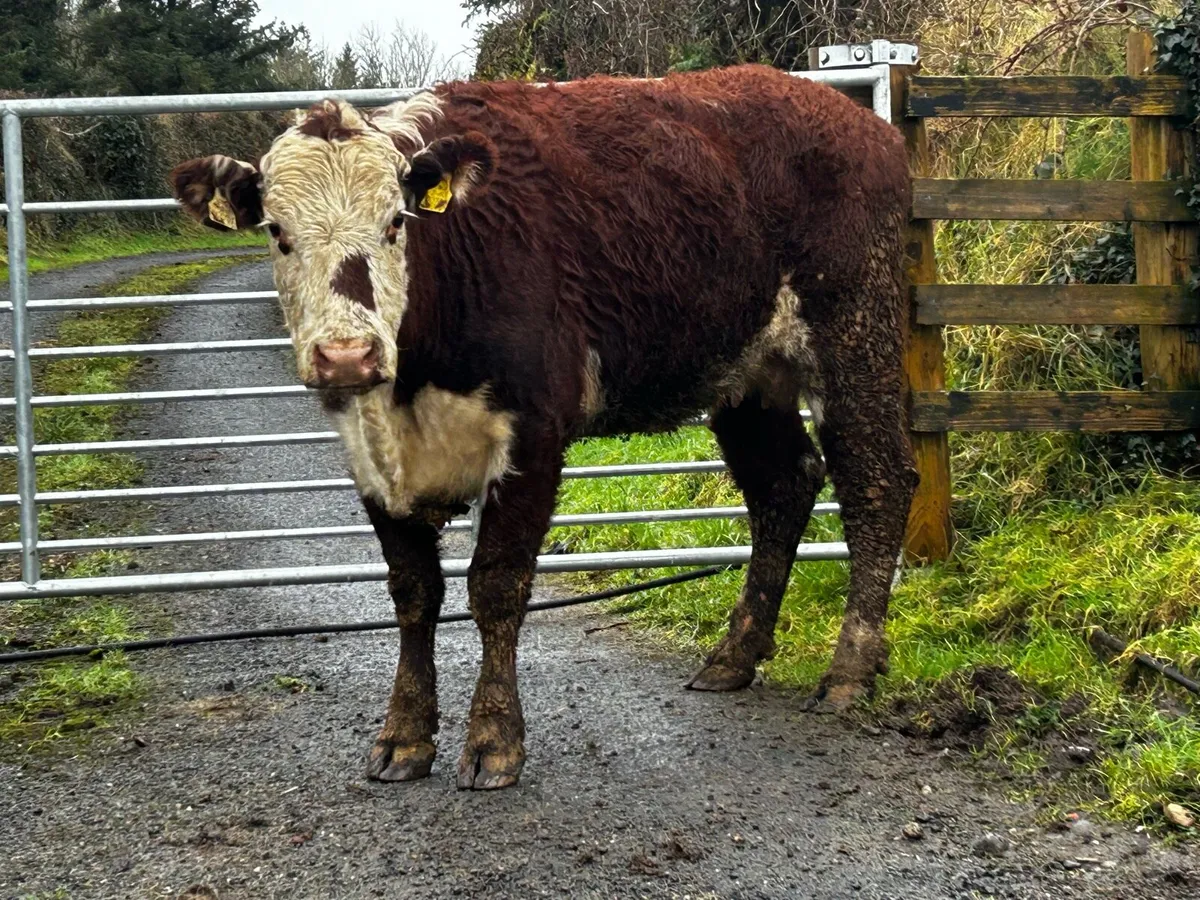 4 Star Red Whithead Springer In-Calf To A.i Angus - Image 2