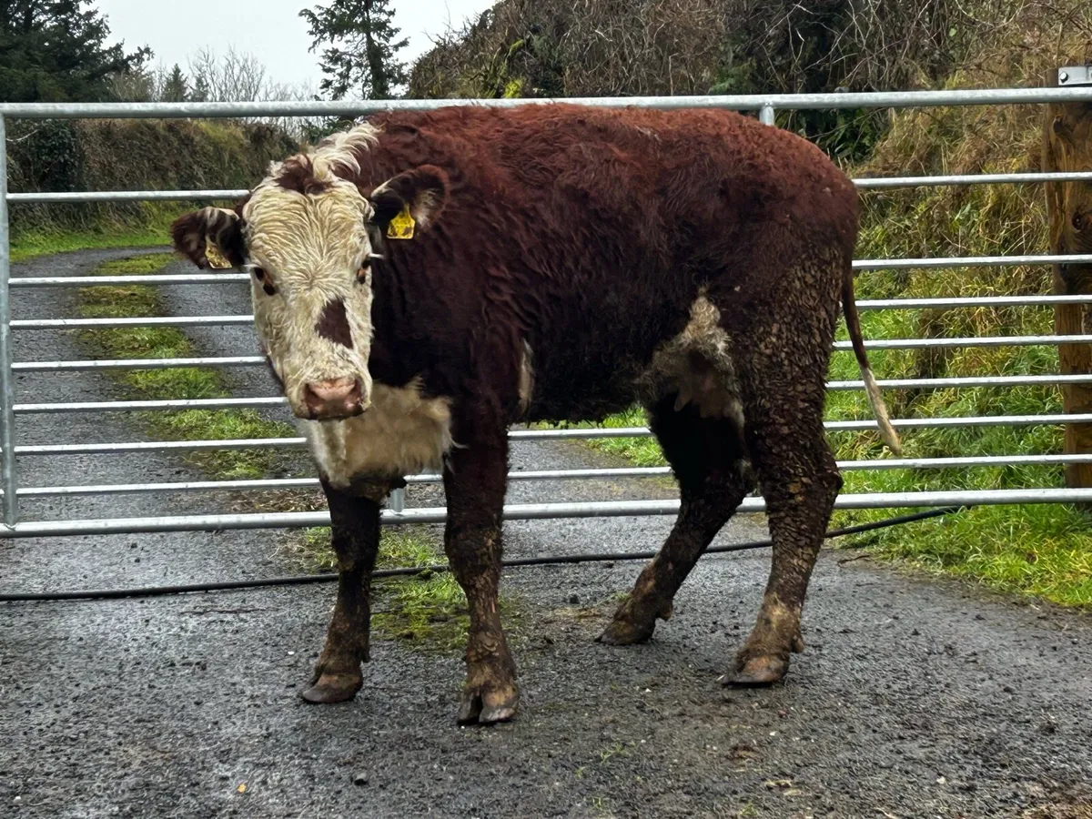 4 Star Red Whithead Springer In-Calf To A.i Angus - Image 3