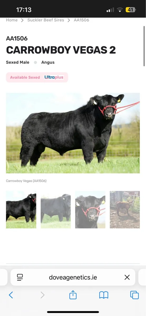 4 Star Red Whithead Springer In-Calf To A.i Angus - Image 4