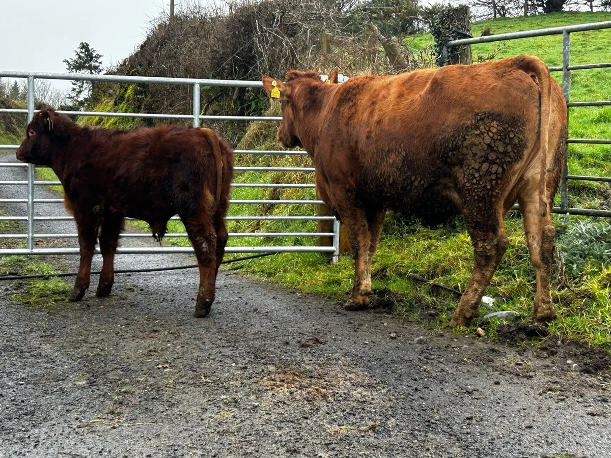 Limousin Cow & Calf Scanned Back In-Calf To PB CH - Image 1