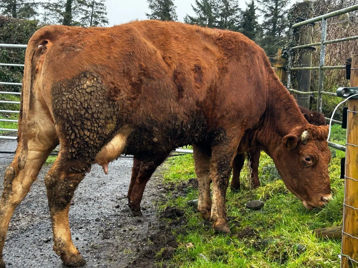 Limousin Cow & Calf Scanned Back In-Calf To PB CH - Image 2
