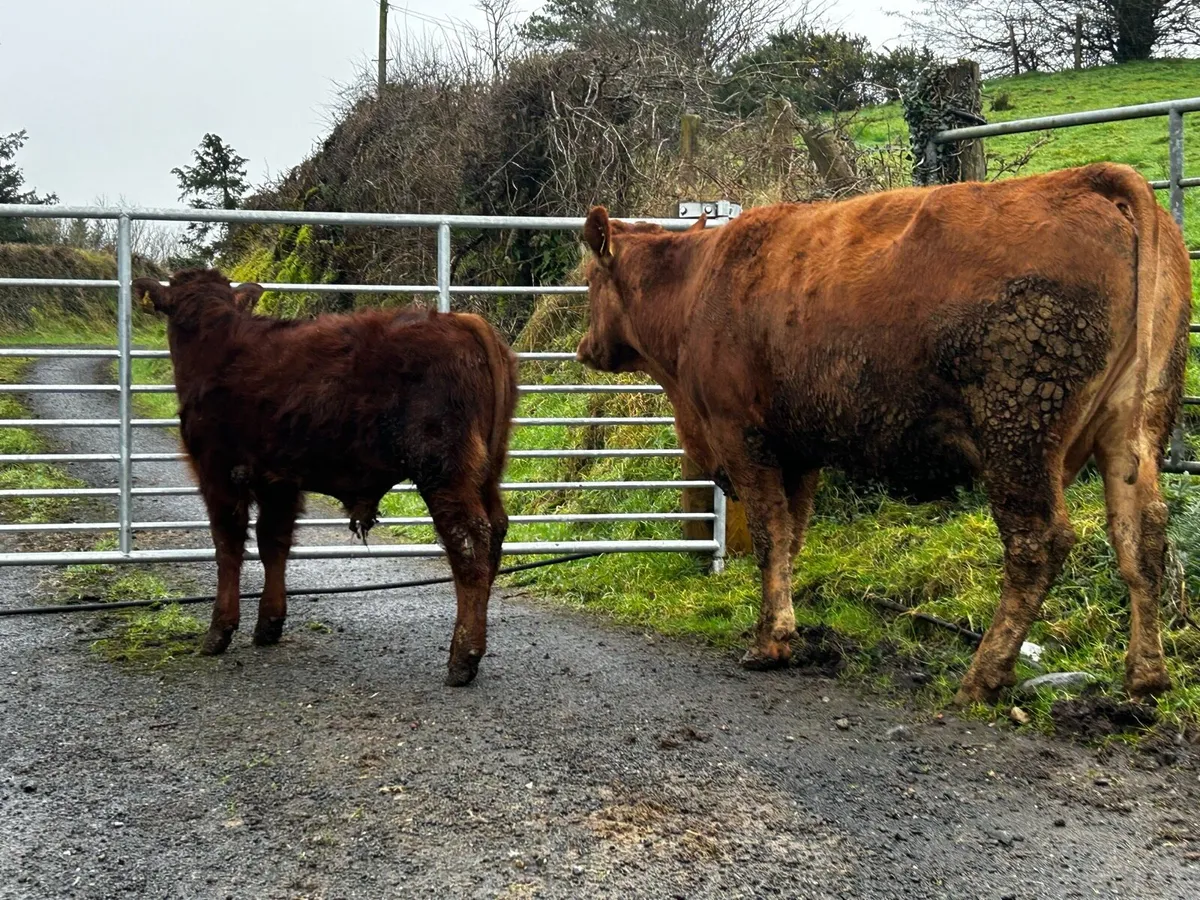 Limousin Cow & Calf Scanned Back In-Calf To PB CH - Image 3