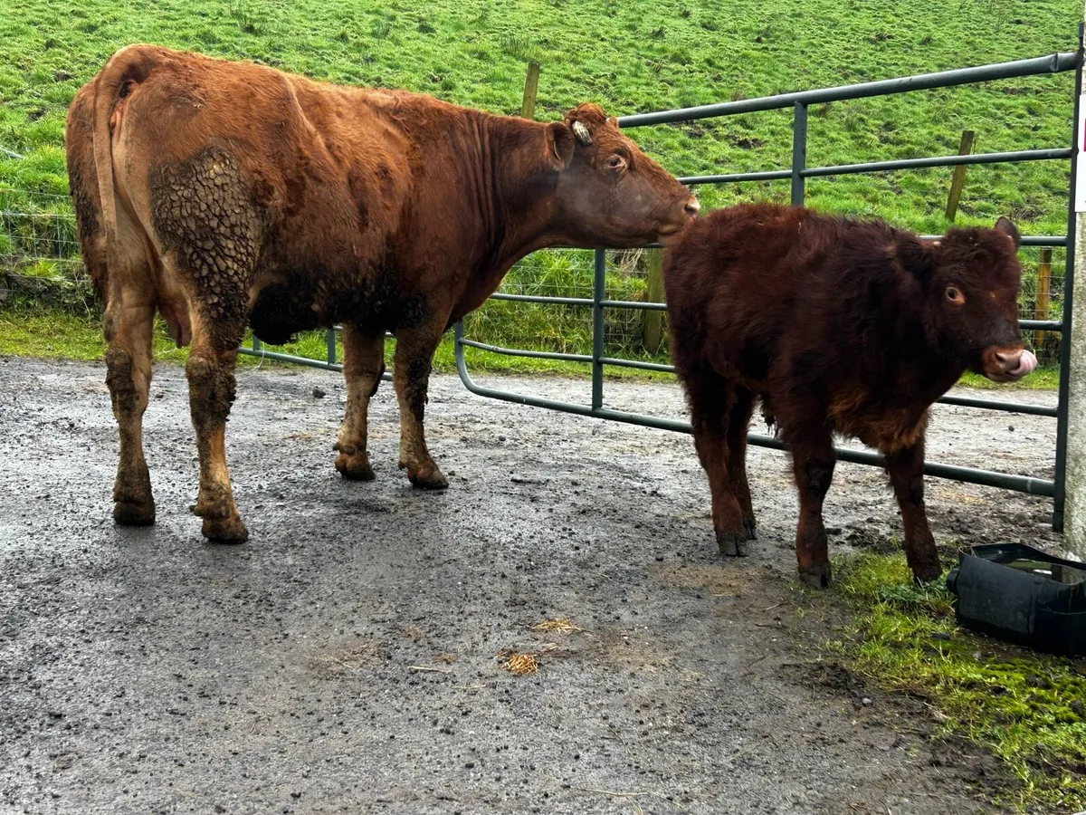 Limousin Cow & Calf Scanned Back In-Calf To PB CH - Image 4