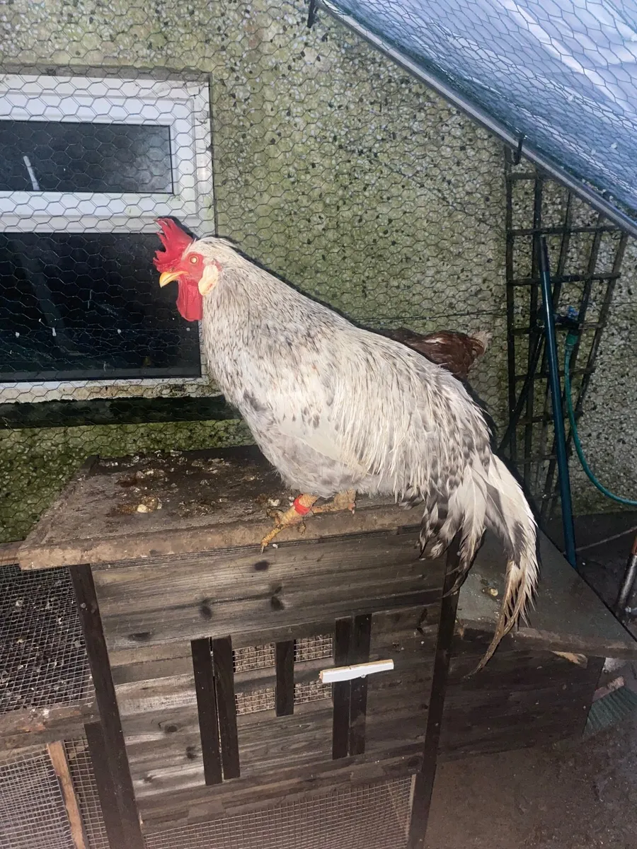 Rooster - Image 3