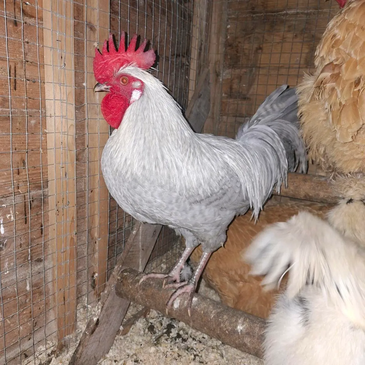 OPAL LEGBAR - Image 1