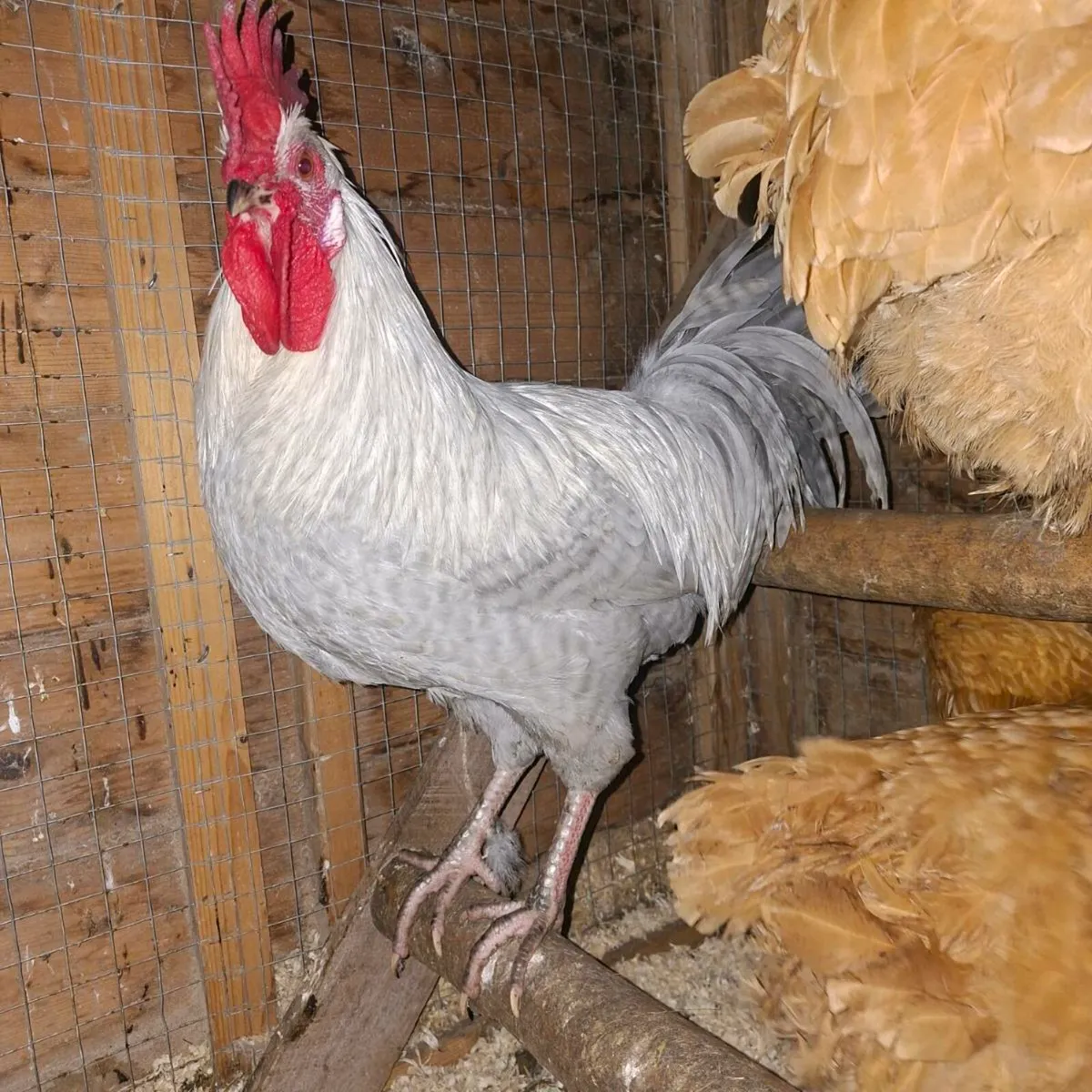 OPAL LEGBAR - Image 3