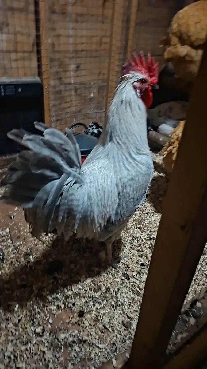 OPAL LEGBAR - Image 4