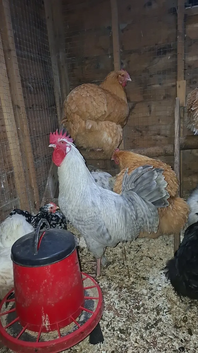 OPAL LEGBAR - Image 2