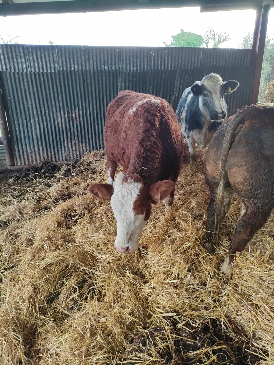 Carnaross Mart 20/01 in calf Heifers - Image 1