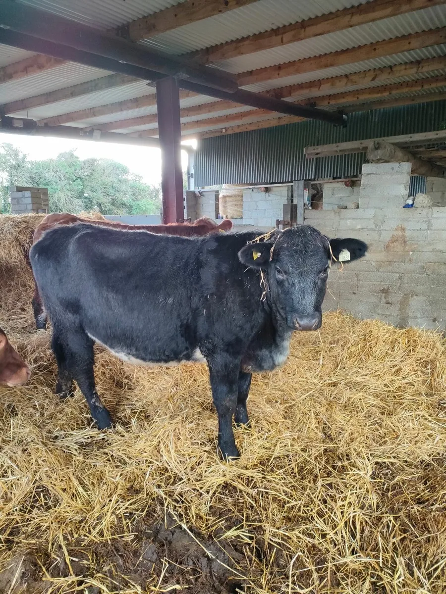 Carnaross Mart 20/01 in calf Heifers - Image 2