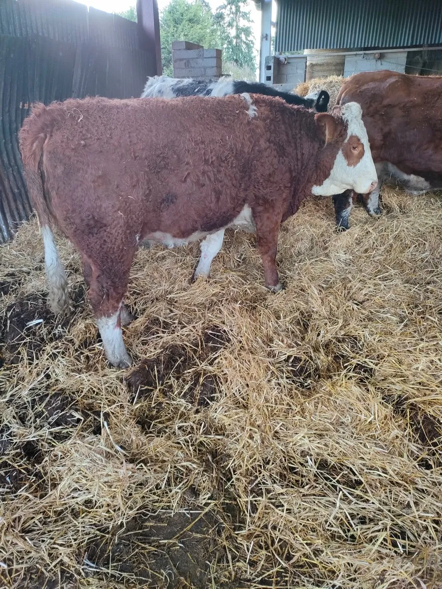 Carnaross Mart 20/01 in calf Heifers - Image 3